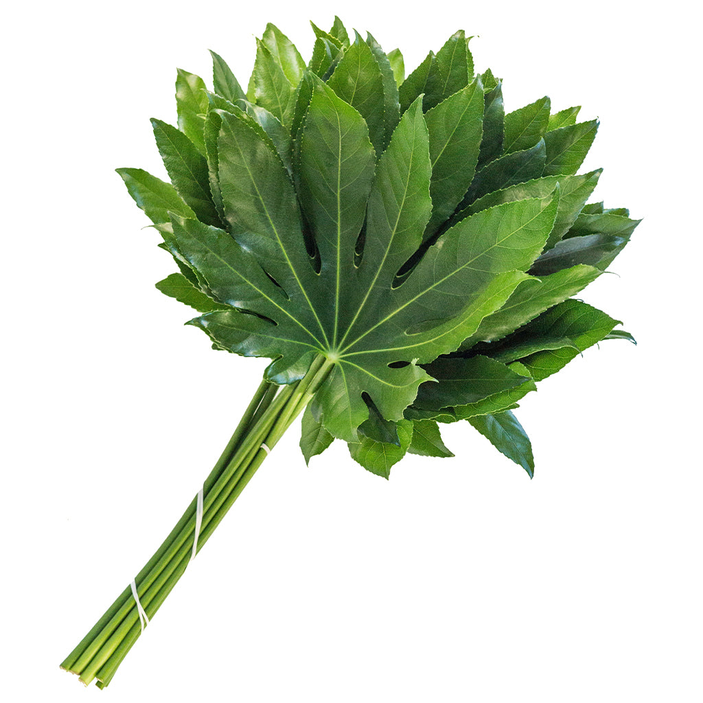 Aralia Leaves