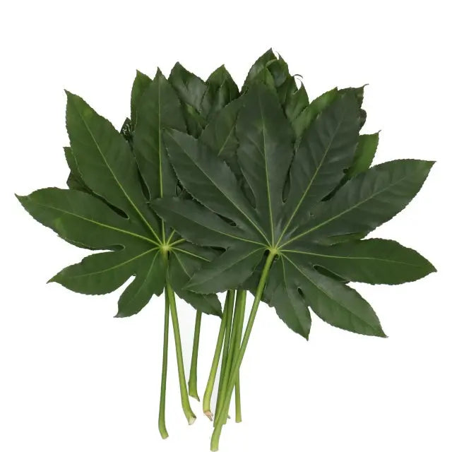 Aralia Leaves Holex Dutch
