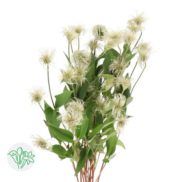 Clematis Amazing Kibo