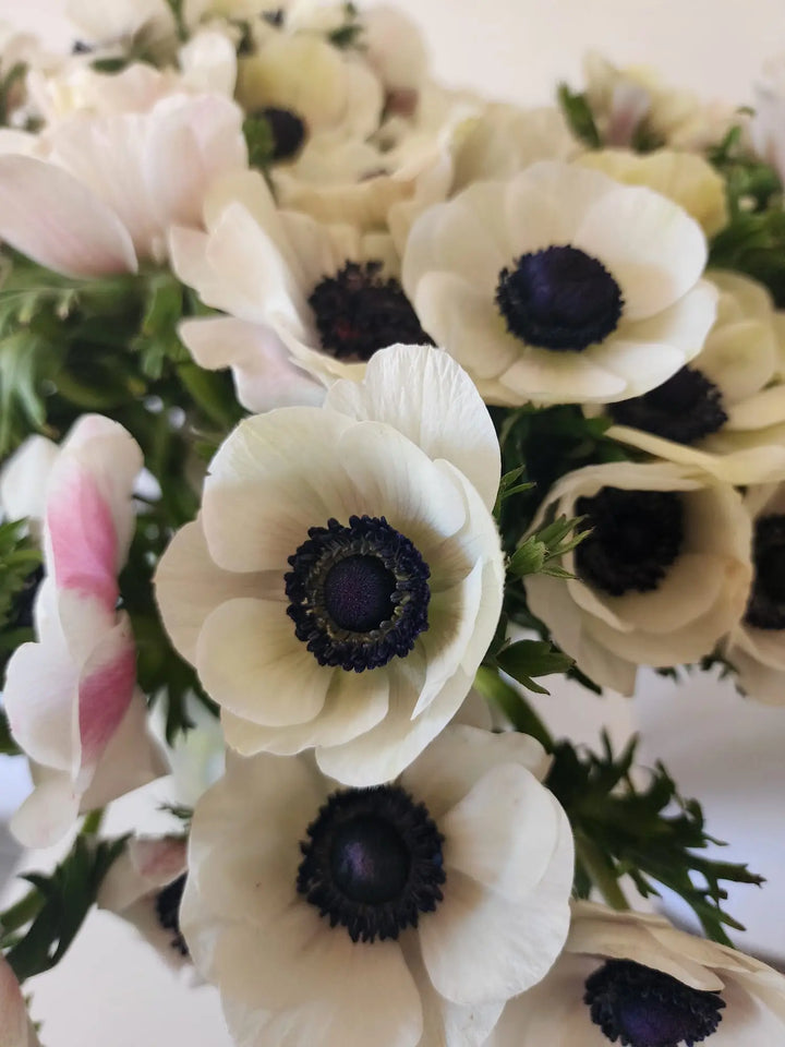 Anemone White Marianne Panda Holex Dutch