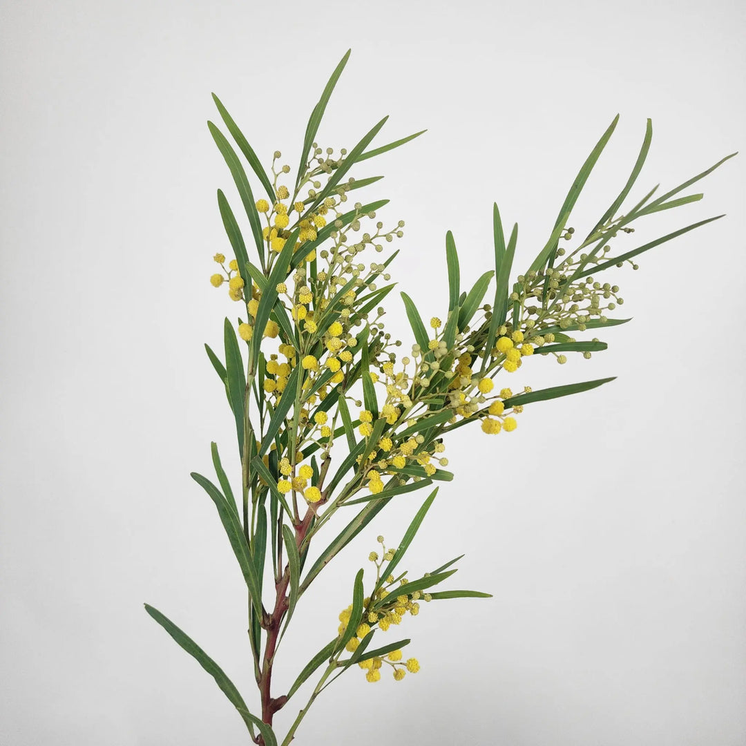 Acacia Mirandol (Mimosa) Holex Dutch