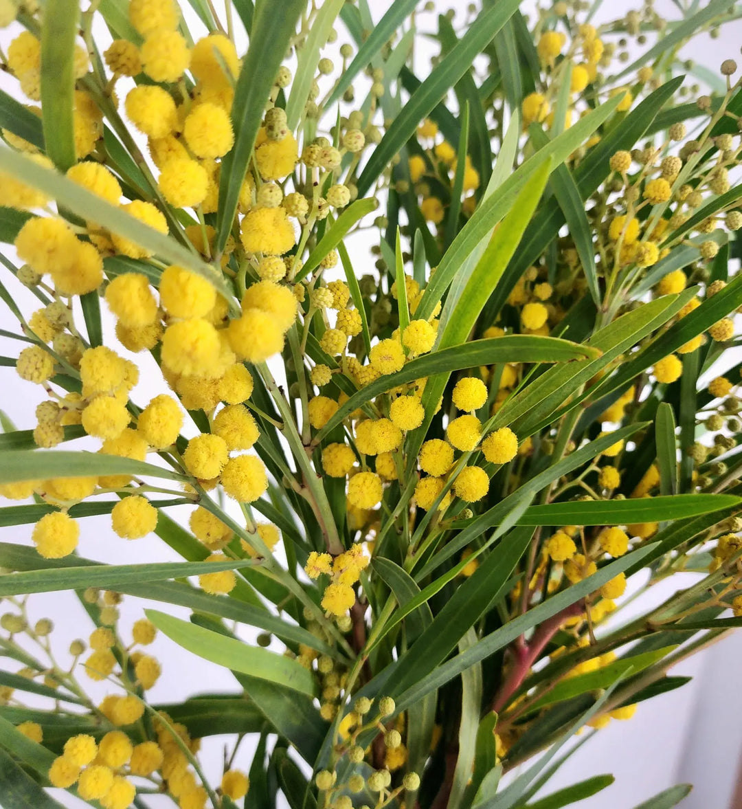 Acacia Mirandol (Mimosa) Holex Dutch