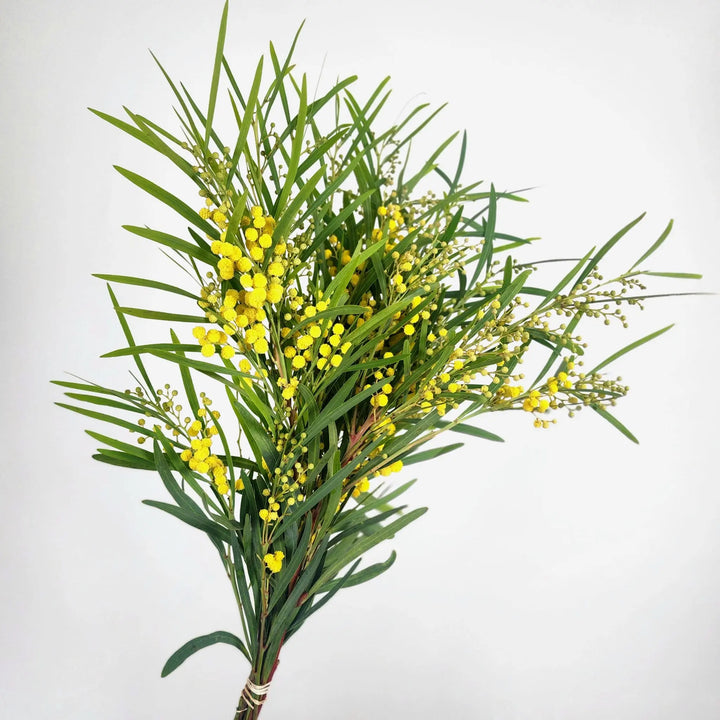 Acacia Mirandol (Mimosa) Holex Dutch