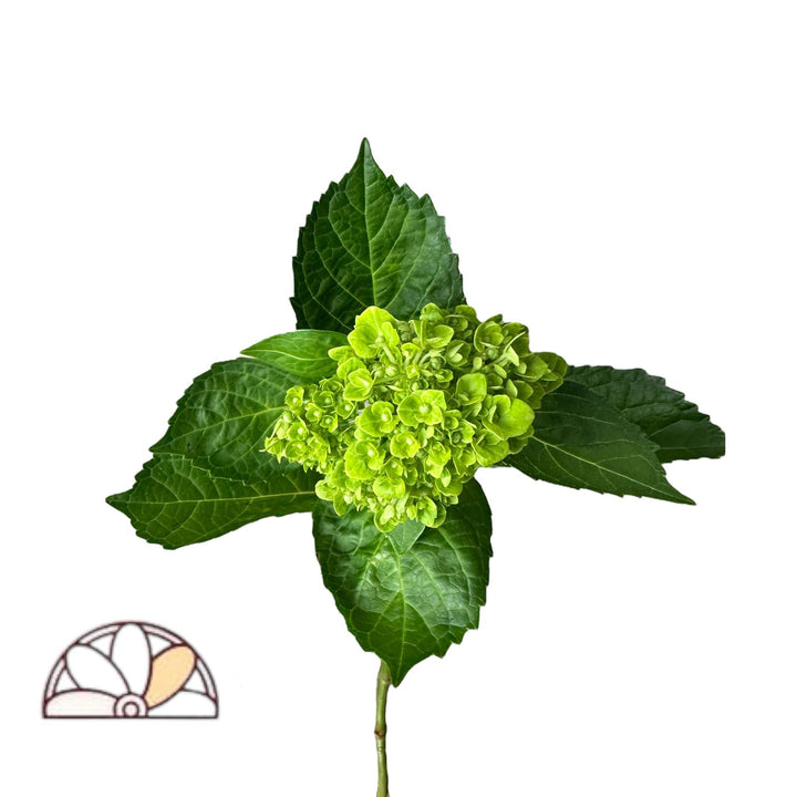 Hydrangea Mini Green - 60 Stem Bunch