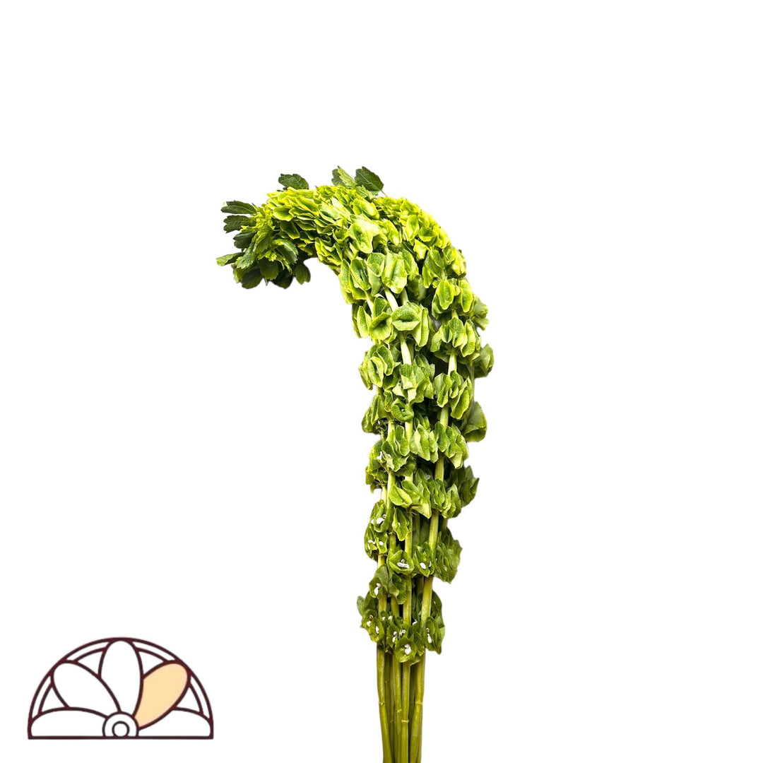 Bells of Ireland (Molucella)