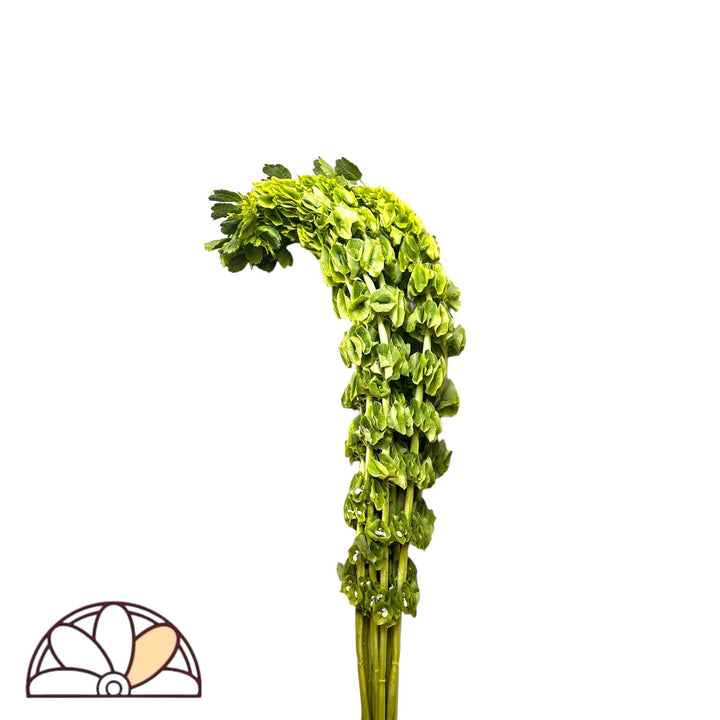 Bells of Ireland (Molucella)