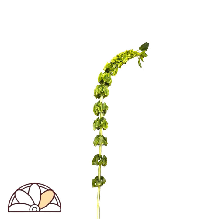 Bells of Ireland (Molucella)