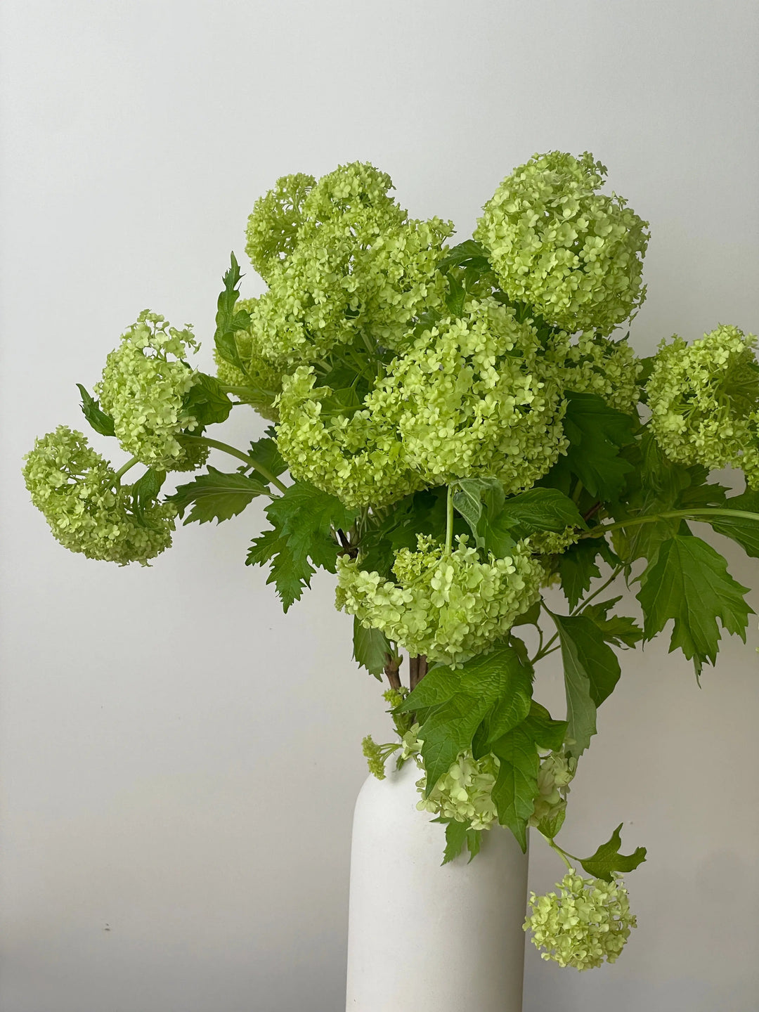 Viburnum Roseum - 20 Stem Bunch Holex Dutch
