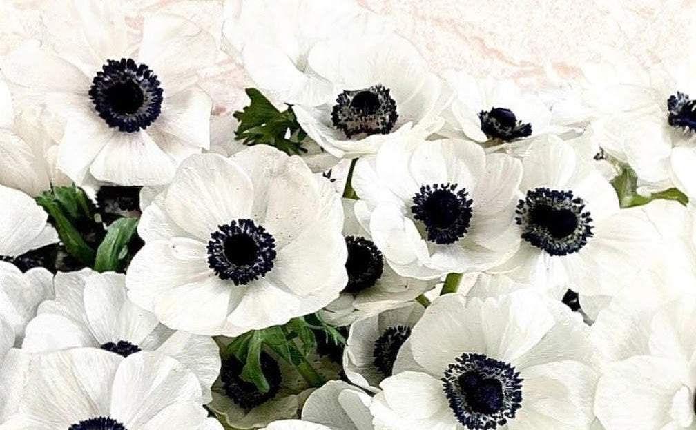 Anemone White Marianne Panda
