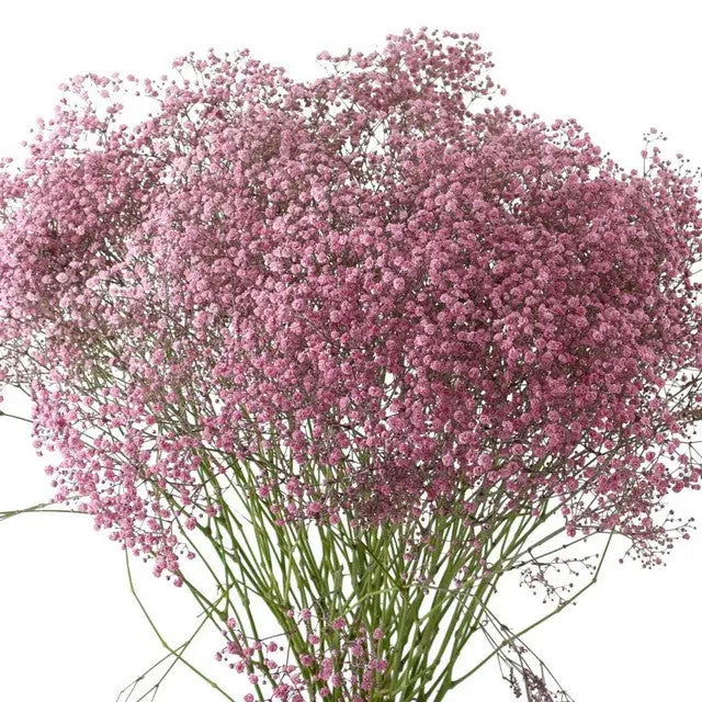 Baby's Breath Painted