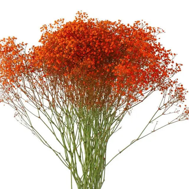 Baby's Breath Painted