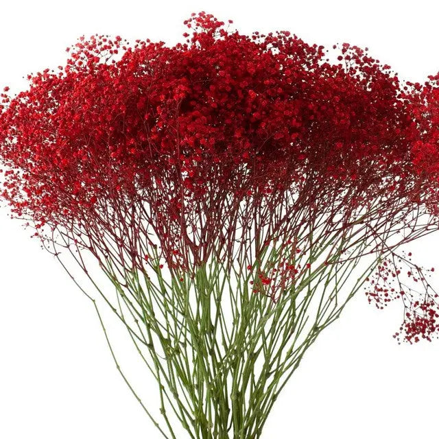 Baby's Breath Painted