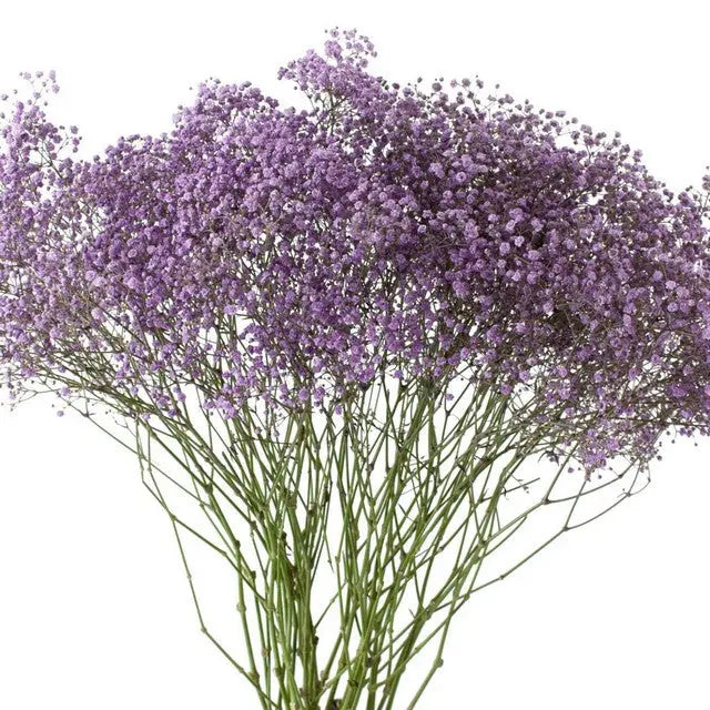 Baby's Breath Painted