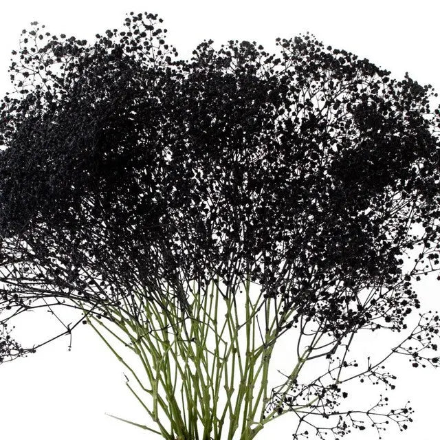 Baby's Breath Painted