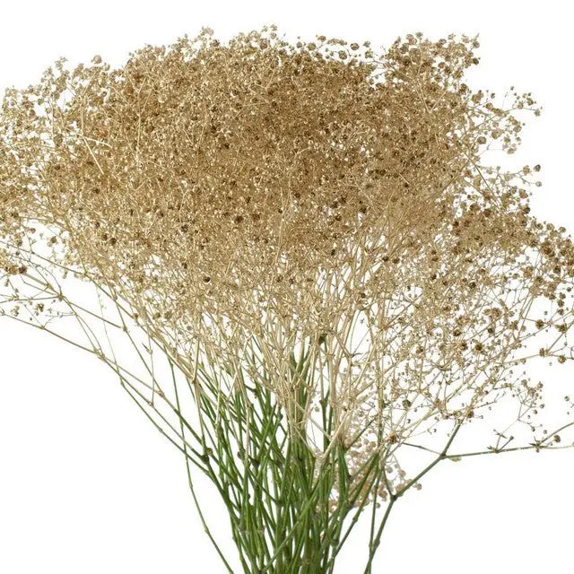 Baby's Breath Painted