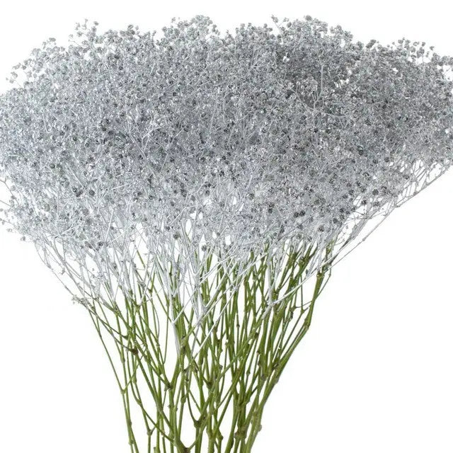 Baby's Breath Painted