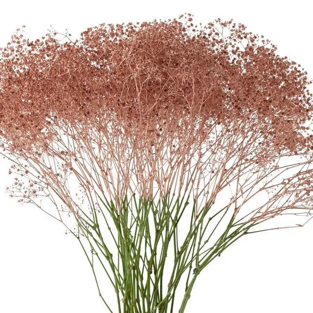 Baby's Breath Painted