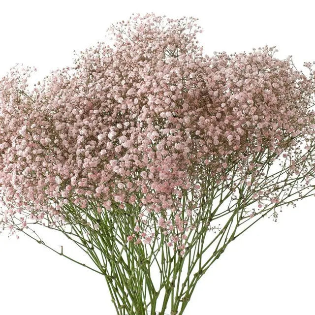 Baby's Breath Painted