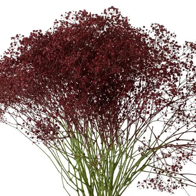 Baby's Breath Painted