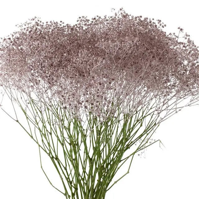 Baby's Breath Painted
