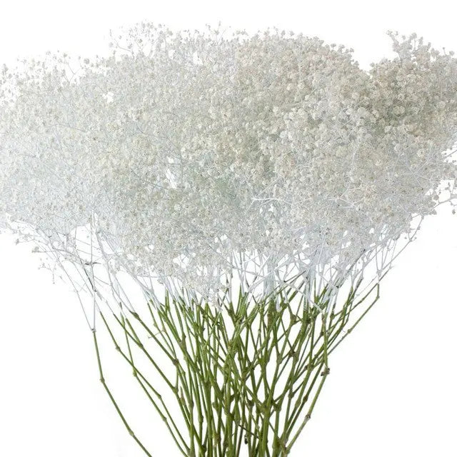 Baby's Breath Painted