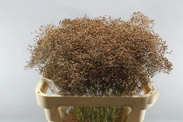 Baby's Breath Painted