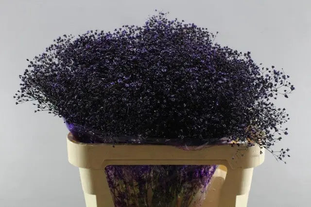 Baby's Breath Painted