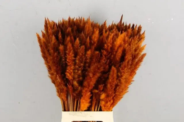 Pampas Grass Dyed Orange 75cm - 50 Stem Bunch