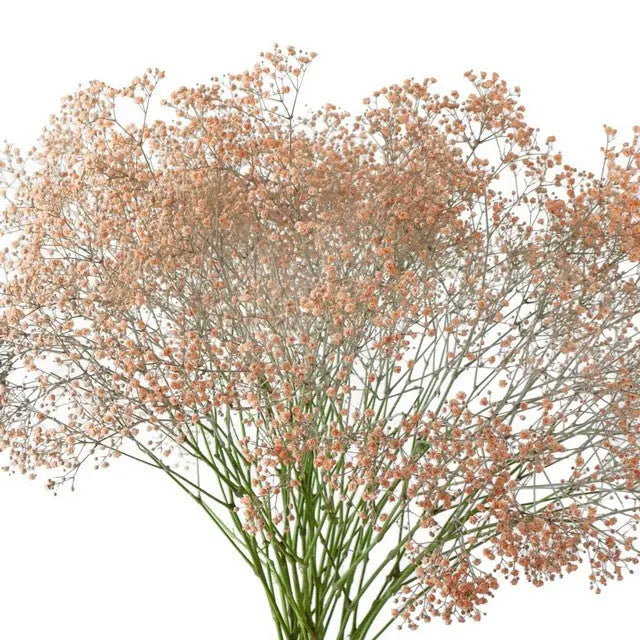 Baby's Breath Painted