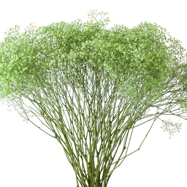 Baby's Breath Painted