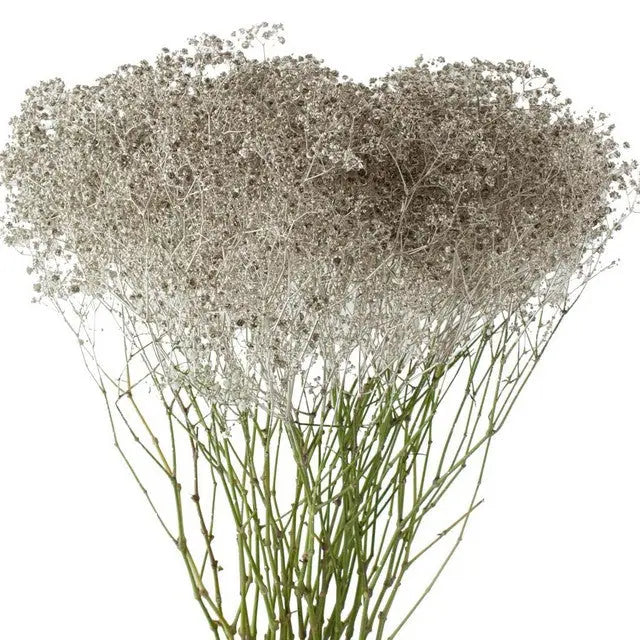 Baby's Breath Painted
