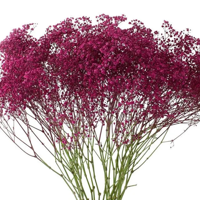 Baby's Breath Painted