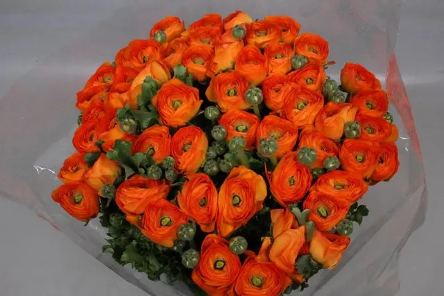 Ranunculus Cloony Lambada 40cm - 50 Stem Bunch