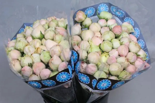 Ranunculus Cloony Grand Pastel 40cm - 50 Stem Bunch