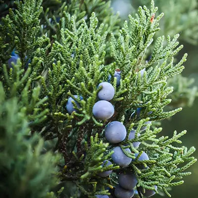 Ashlyn Carter Wintery White Floral Arrangements - Tutorial Included PetalDrivenCom