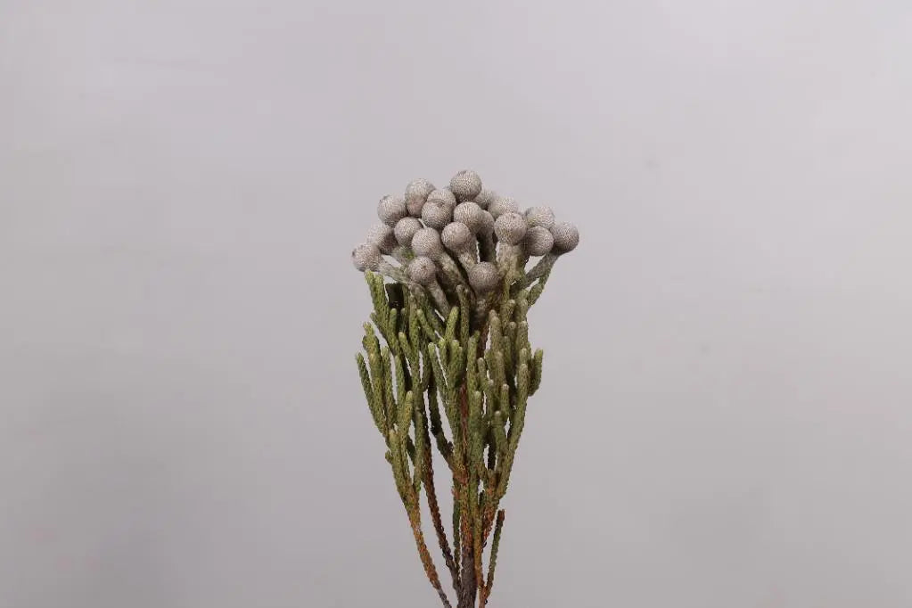 Ashlyn Carter Wintery White Floral Arrangements - Tutorial Included PetalDrivenCom