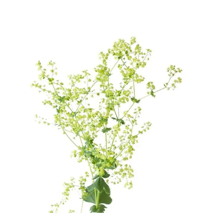 Alchemilla Robustica (Lady's Mantle) Holex Dutch