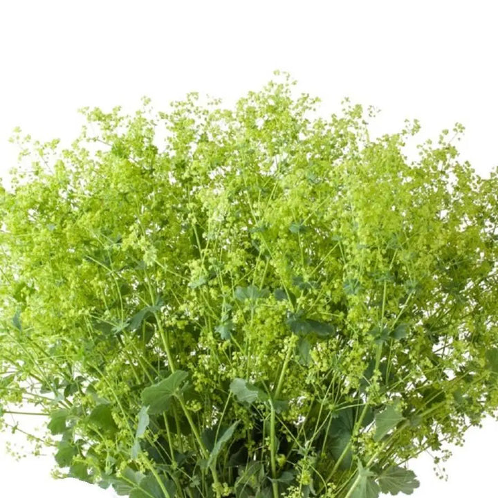 Alchemilla Rosbustica