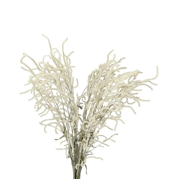 Amaranthus Yearning Desert Cream Holex Dutch