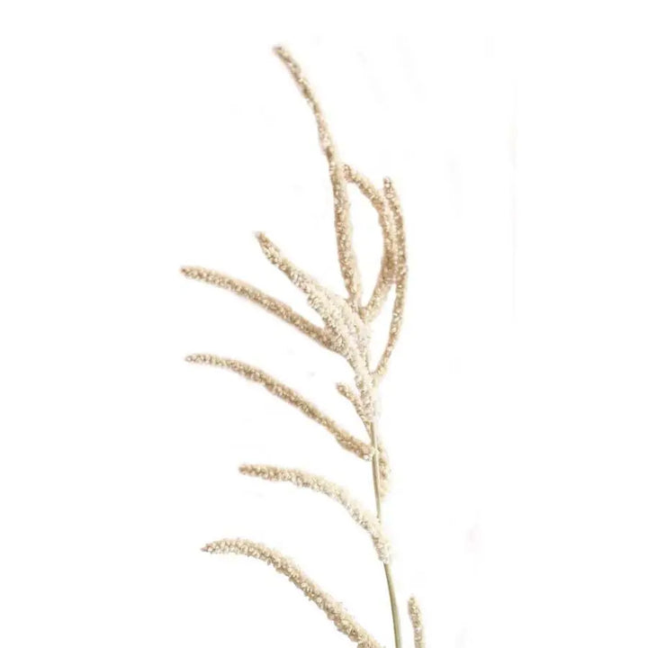 Amaranthus Yearning Desert Cream Holex Dutch