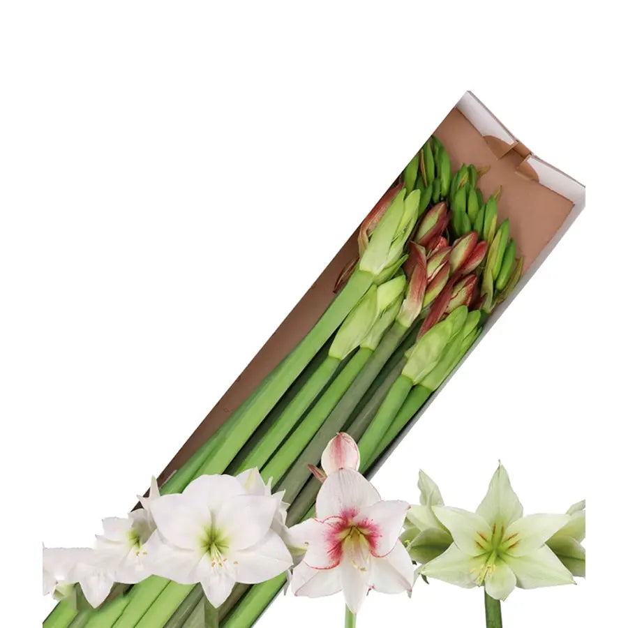 Amaryllis Mixed - 30 Stem Box Holex Dutch