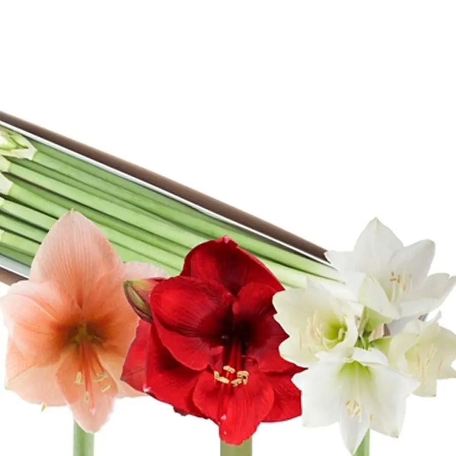 Amaryllis Mixed - 15 Stem Bunch