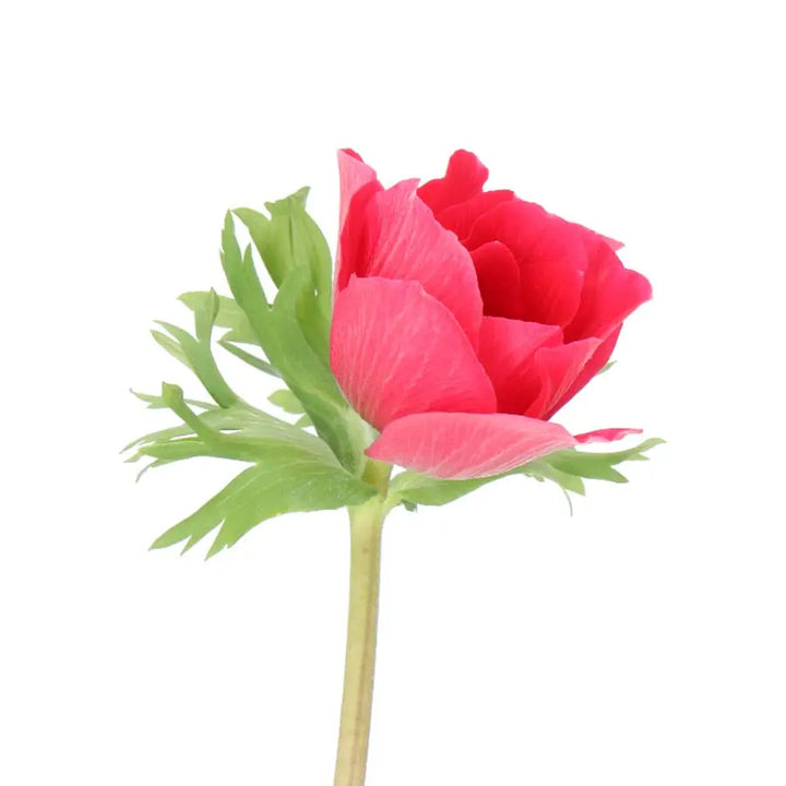 Anemone Marianne Red Holex Dutch