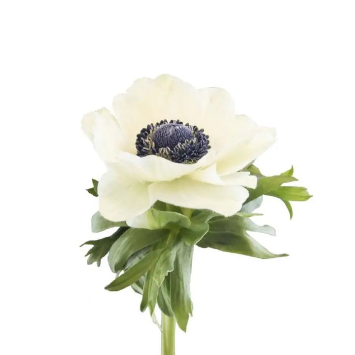 Anemone Marianne Panda - 50 Stem Bunch