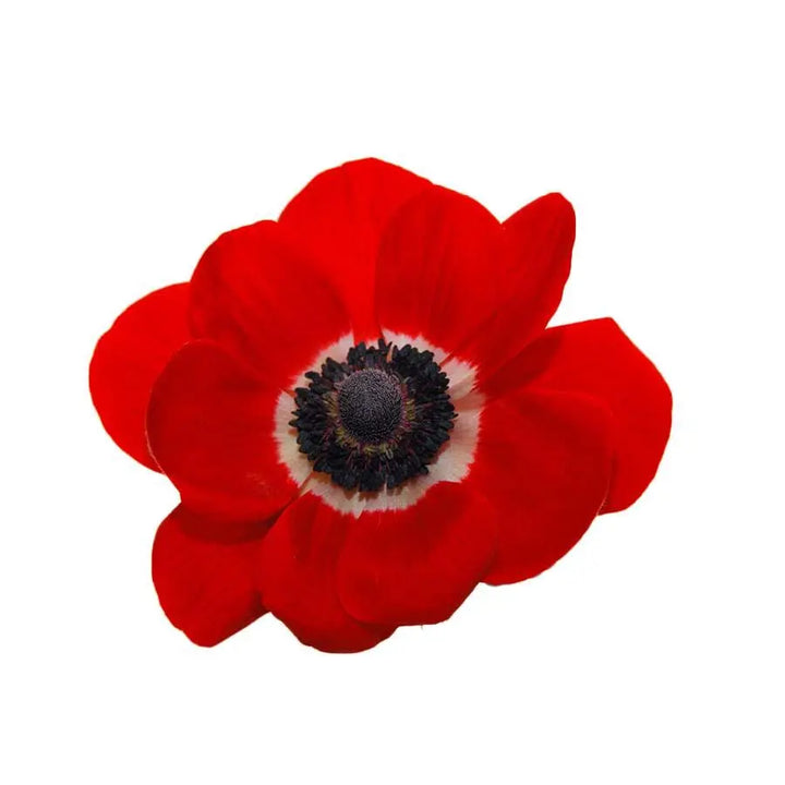 Anemone Marianne Red - 50 Stem Bunch