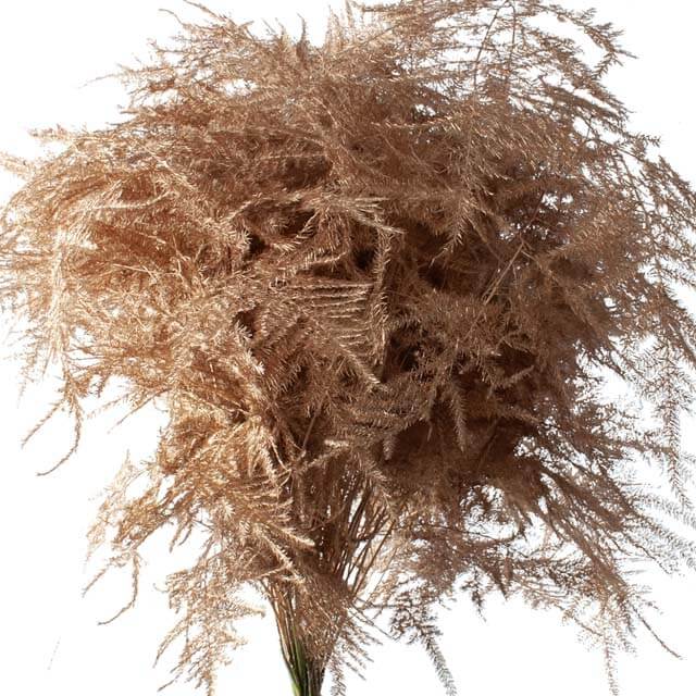 Asparagus Plumosa Painted - 50 Stem Bunch