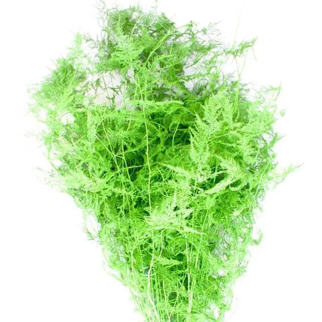 Asparagus Plumosa Painted - 50 Stem Bunch