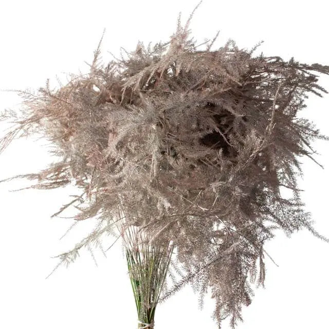 Asparagus Plumosa Painted - 50 Stem Bunch