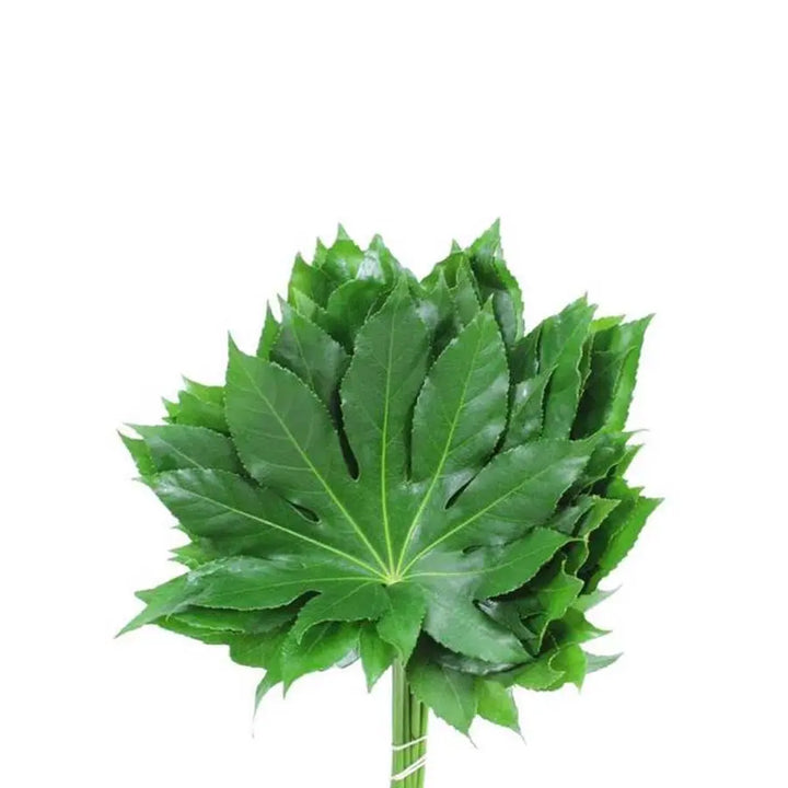 Aralia Leaves Holex Dutch