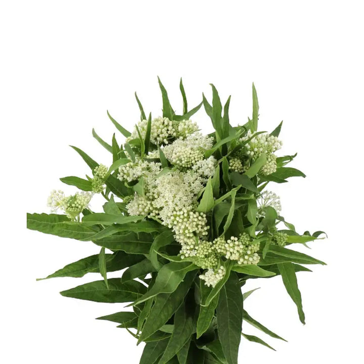 Asclepias Ice Ballet - 20 Stem Bunch Holex Dutch